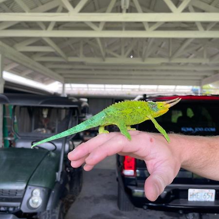דירות Kealakekua Haukea At Kona Joe Coffee Farm מראה חיצוני תמונה